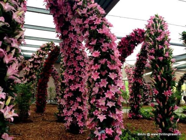Tulip gardens in Netherlands